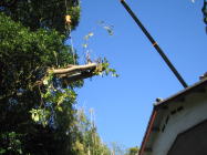 一般住宅　木伐採工事　補巻で狭い間吊り上げ作業